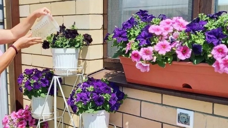 Цветы для балкона: 8 растений, которые станут украшением