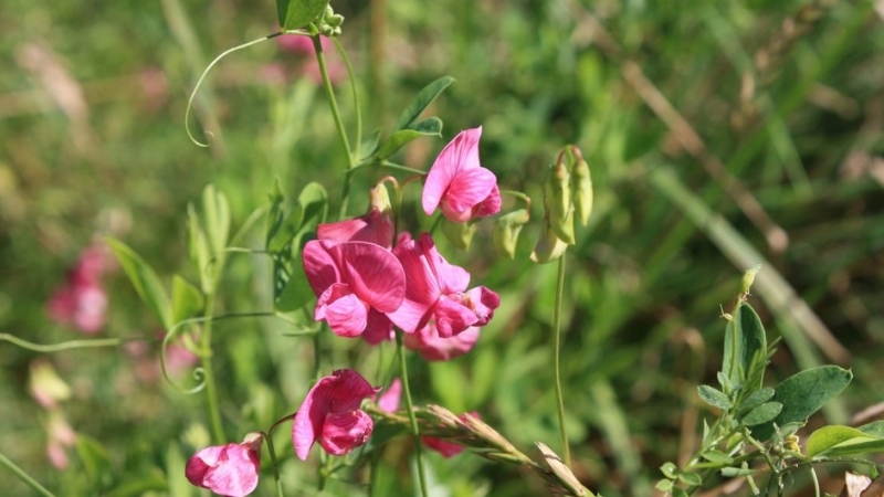 Цветы для балкона: 8 растений, которые станут украшением