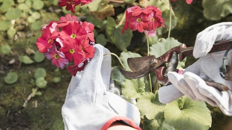 Цветы для балкона: 8 растений, которые станут украшением