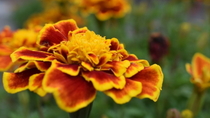 Цветы для балкона: 8 растений, которые станут украшением