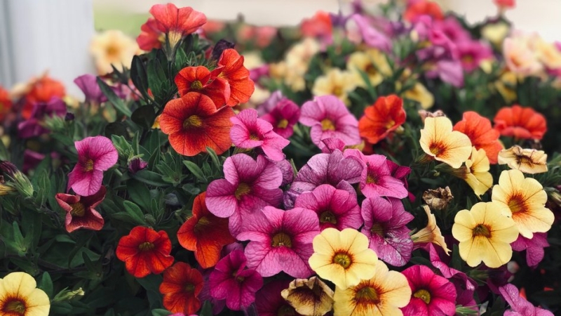 Цветы для балкона: 8 растений, которые станут украшением