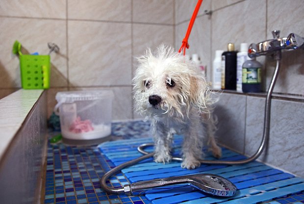 Мальтипу: все, что нужно знать о собаках этой породы