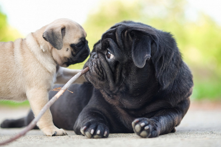 Как выглядит и чем отличается черный мопс