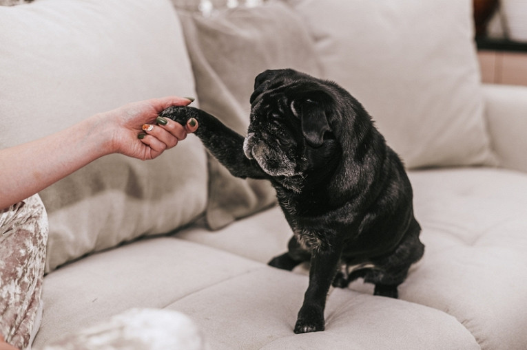 Как выглядит и чем отличается черный мопс