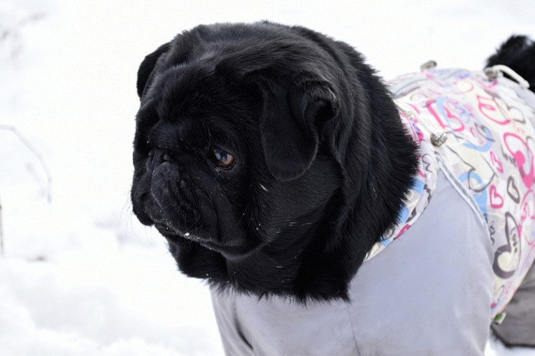 Как выглядит и чем отличается черный мопс