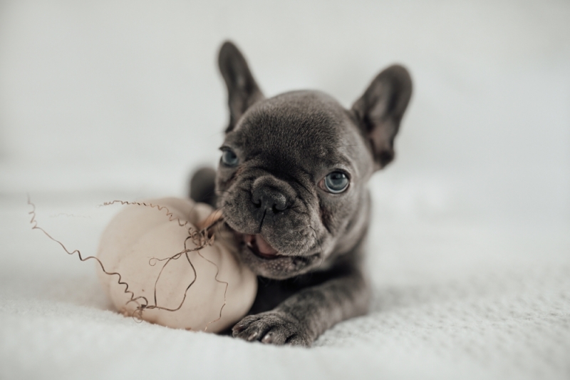 Как выглядит и чем отличается черный мопс